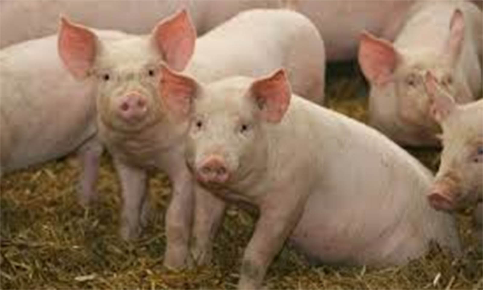Zimbabwe’s pork industry thrives
