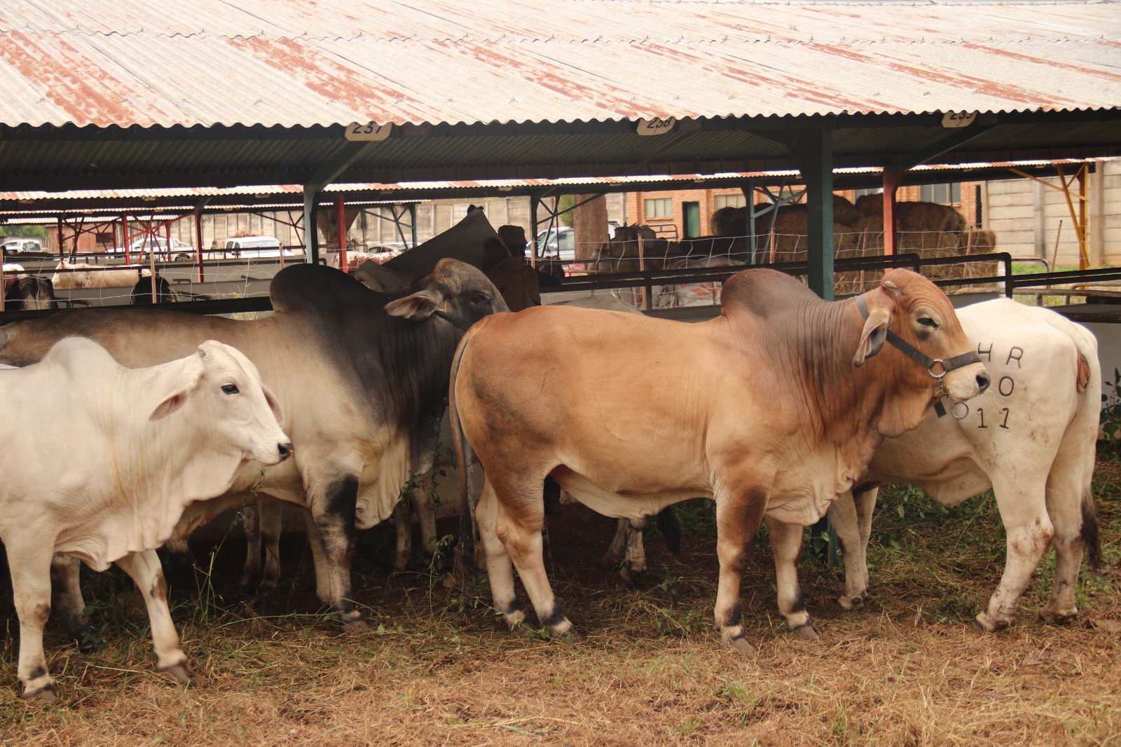 10 pedigree, 43 fat stock breeds register for BAS