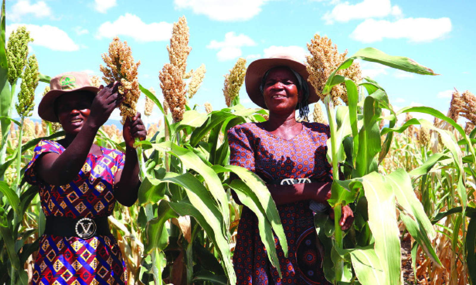 Traditional grains transform lives in Muzarabani