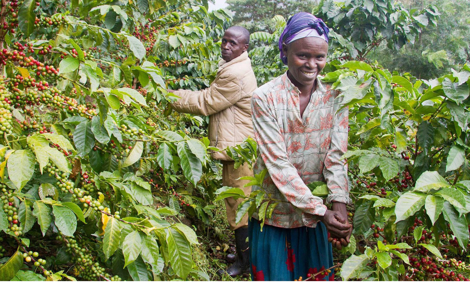 Coffee production presents lucrative opportunities