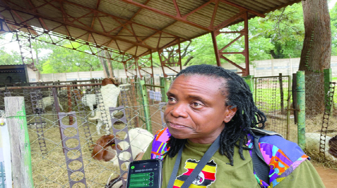 ‘Zimbabwe risks missing out on lucrative goat meat market’