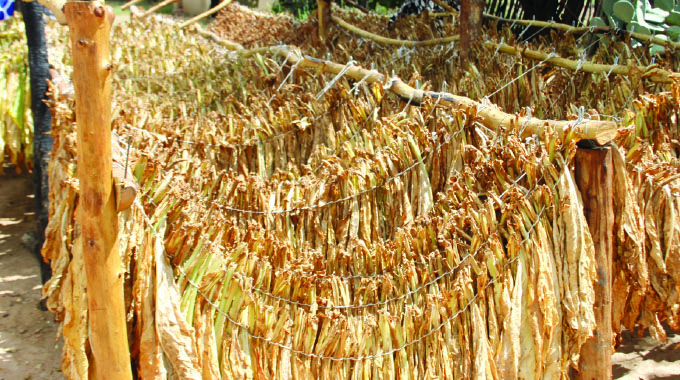 Zim targets 500 tonnes of Virginia tobacco