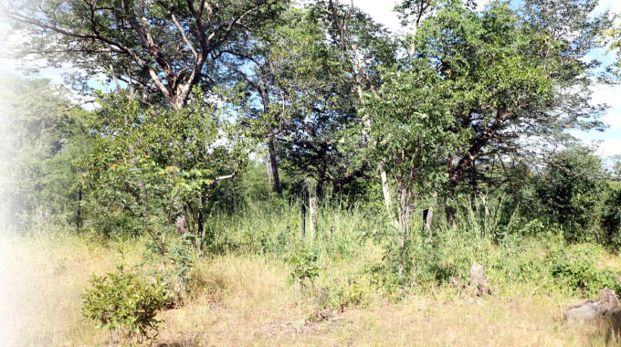 Jotsholo ambush haunts liberation war heroes