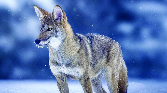 Should humans focus only on saving big wild animals from extinction?