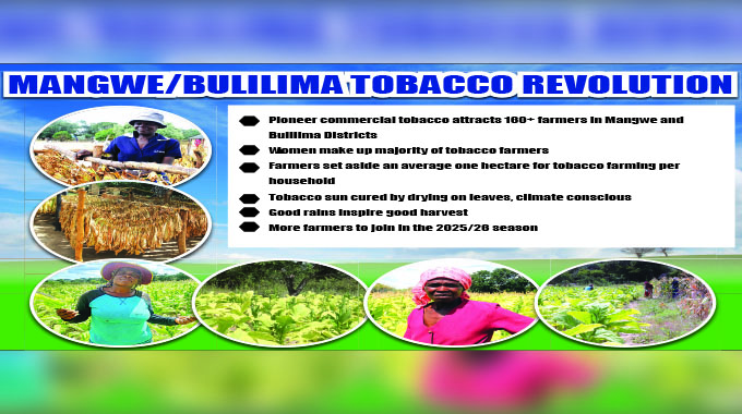 Golden harvest for Marula’s tobacco pioneers