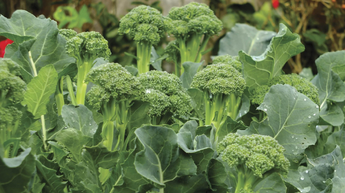 Lingesabeli khatshana ukulima i-Broccoli