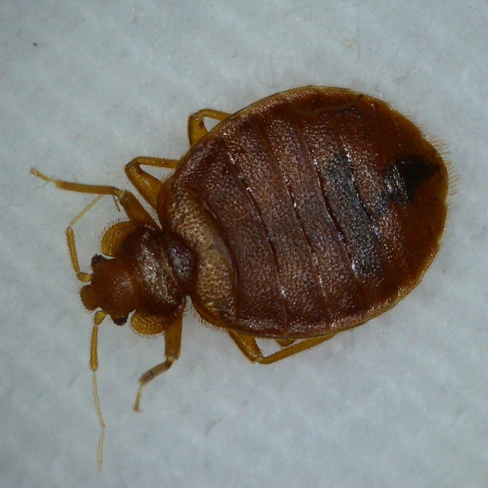 No bed bug outbreak in Kwekwe: Mayor