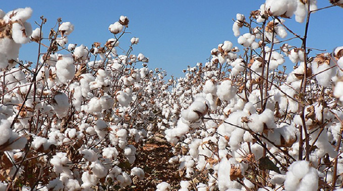 Zimbabwe evaluates cotton GMOs to reboot sector