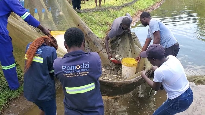 Pamodzi Fisheries and Fresh Produce, a group of former sex workers and young mothers, marked their new journey in aquaculture after their first harvest last week