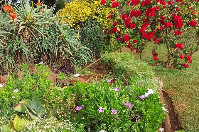Planting for year-round garden beauty