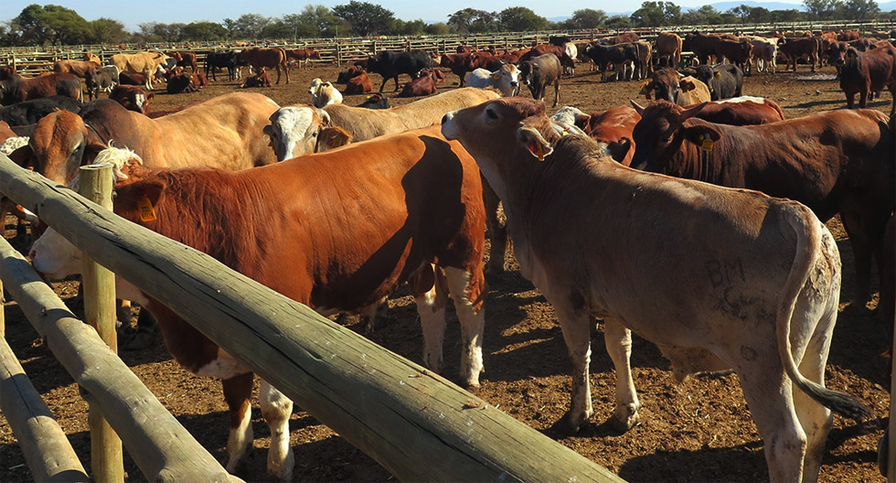 Zimbabwe’s strategic response to livestock diseases amid new FMD threat