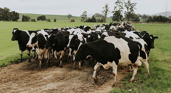 Zim moves closer to milk self-sufficiency