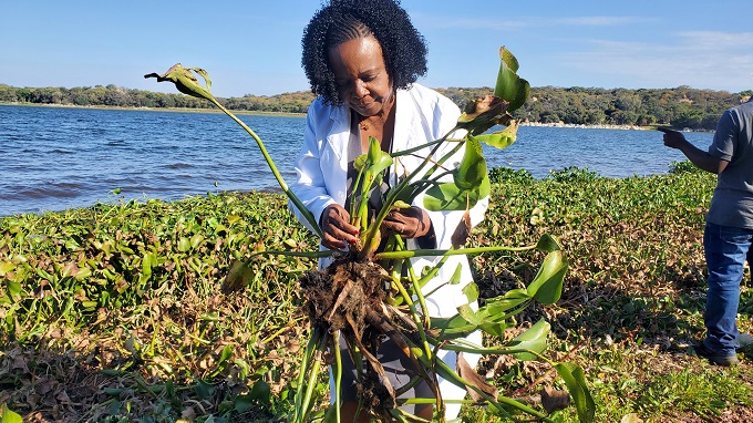 Zim winning war against invasive water weeds