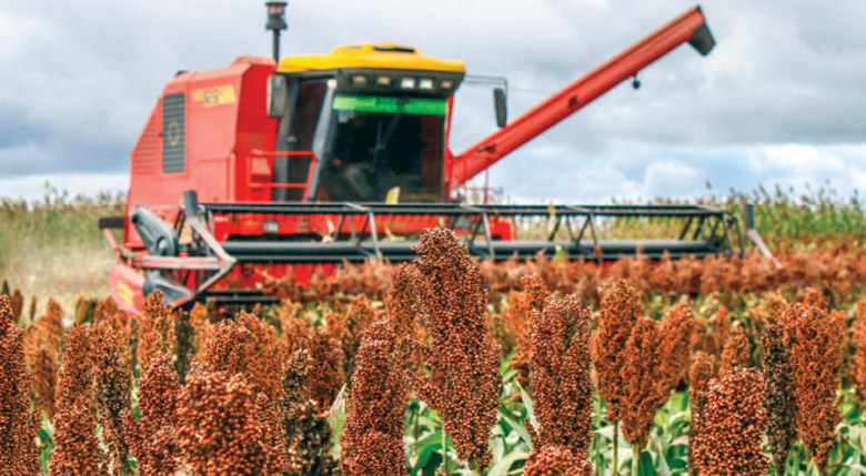 AU pushes for increased maize, sorghum production