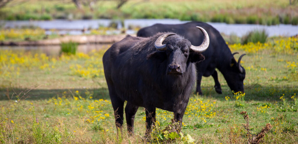 The disease is believed to be spreading due to buffaloes straying from Save Conservancy and Devure Range