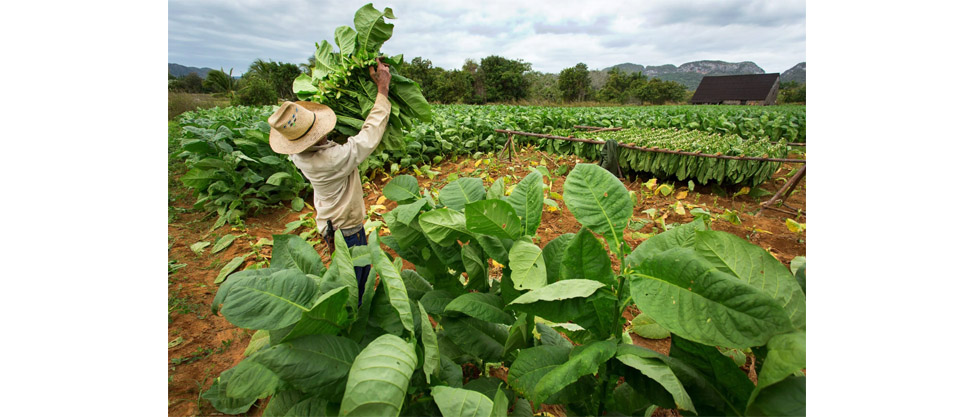 TIMB is offering a 50 percent discount to debtor tobacco farmers