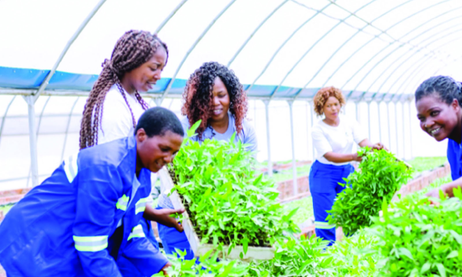 Sweet potato production defies El Nino, surges 525pc