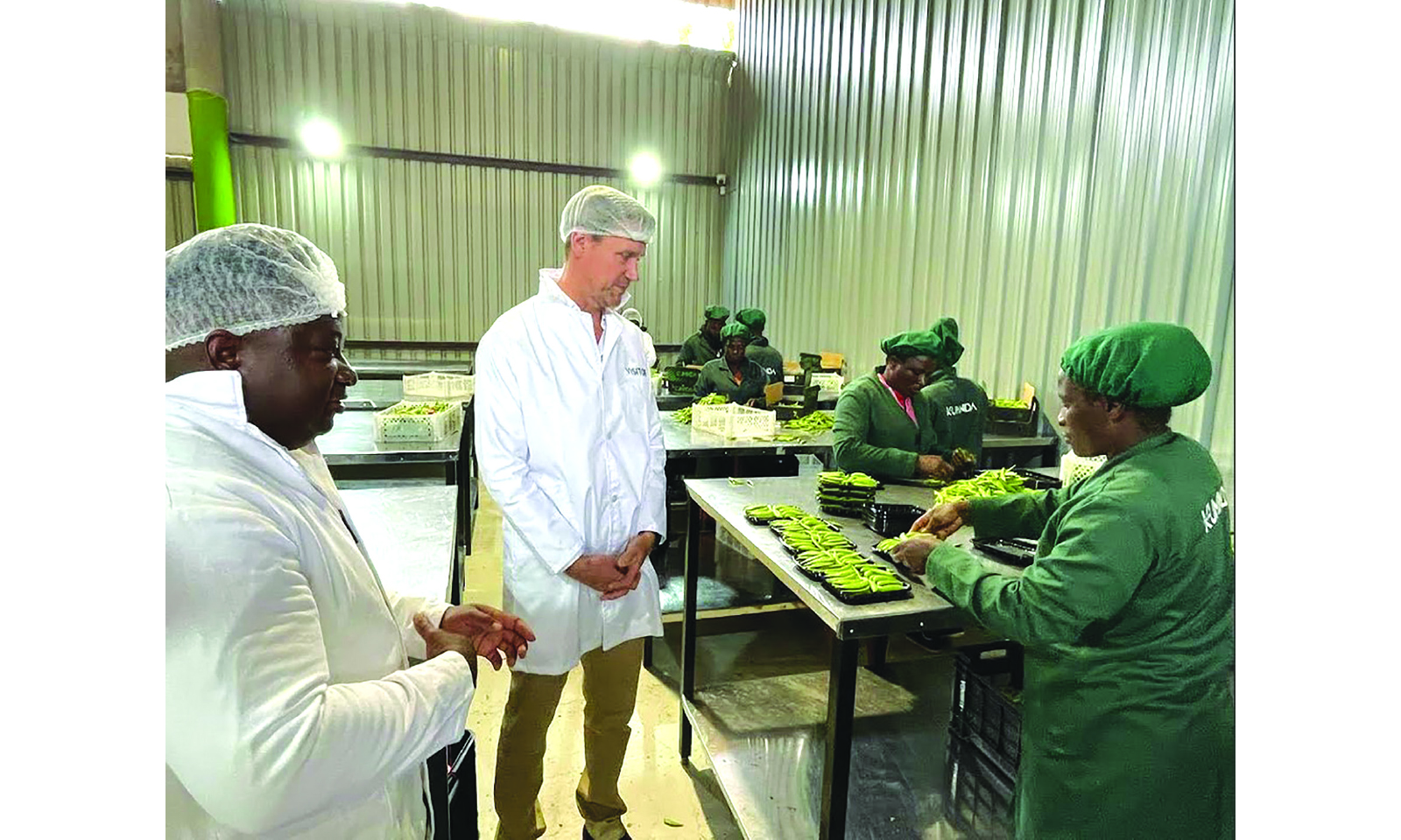 Zimbabwe’s sugar snap peas land in UK