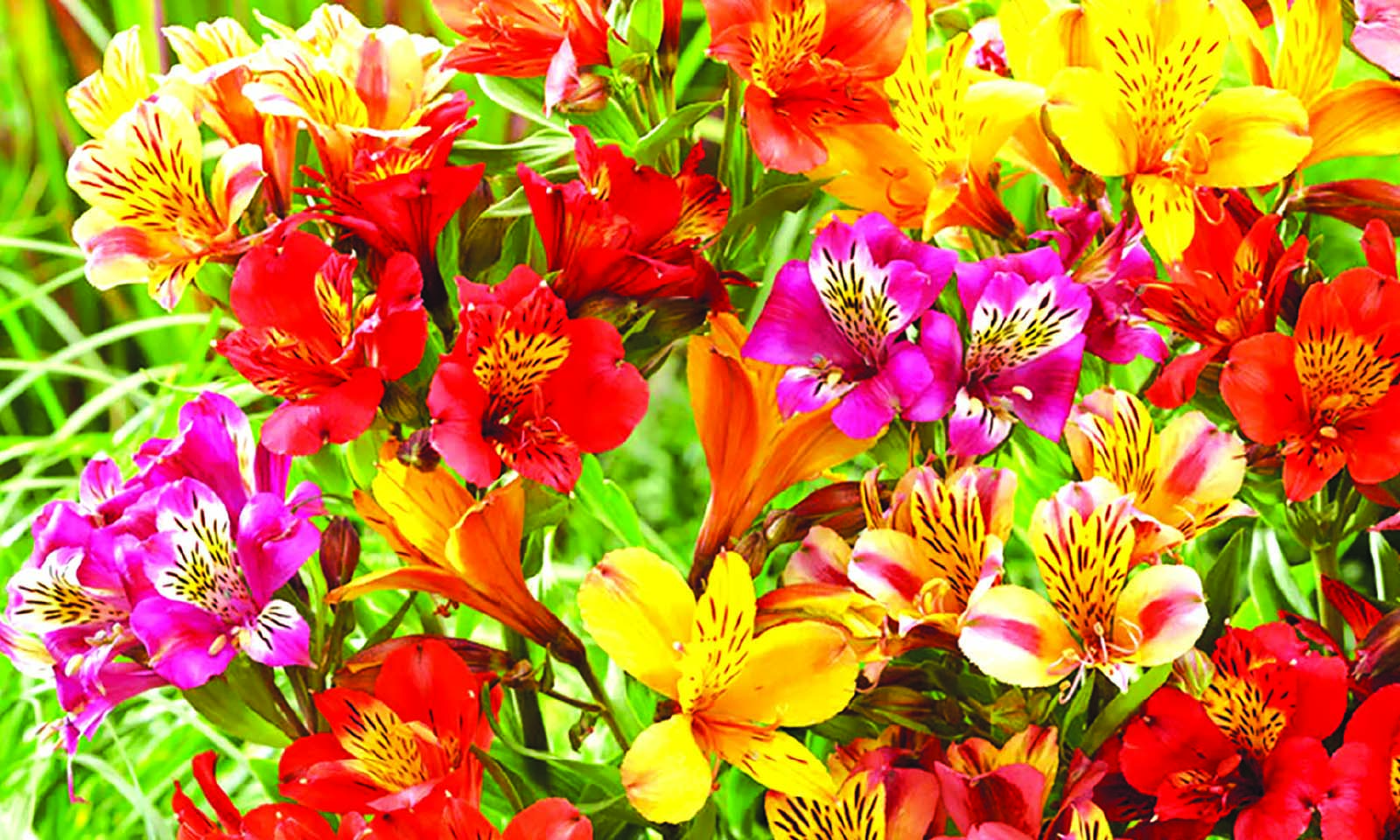 ‘Zim has huge export potential in floriculture’