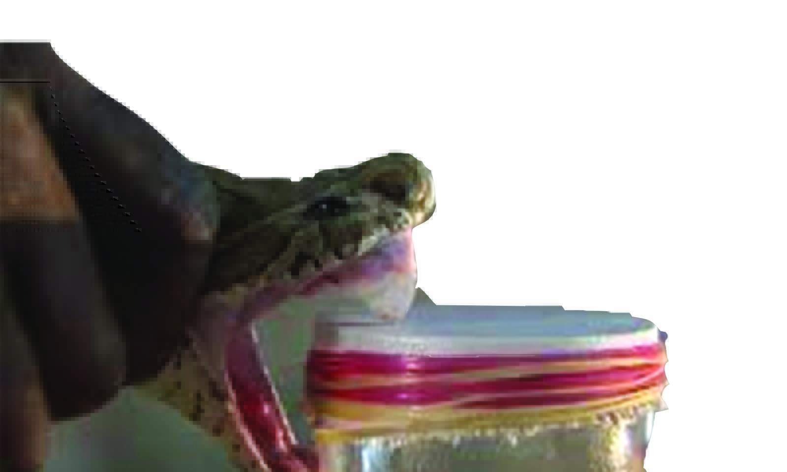 Why Zim needs to make its own anti-venom