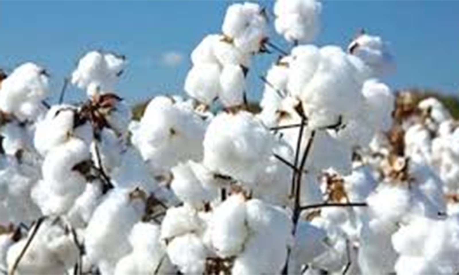 Cotton farmers call for payment of outstanding dues