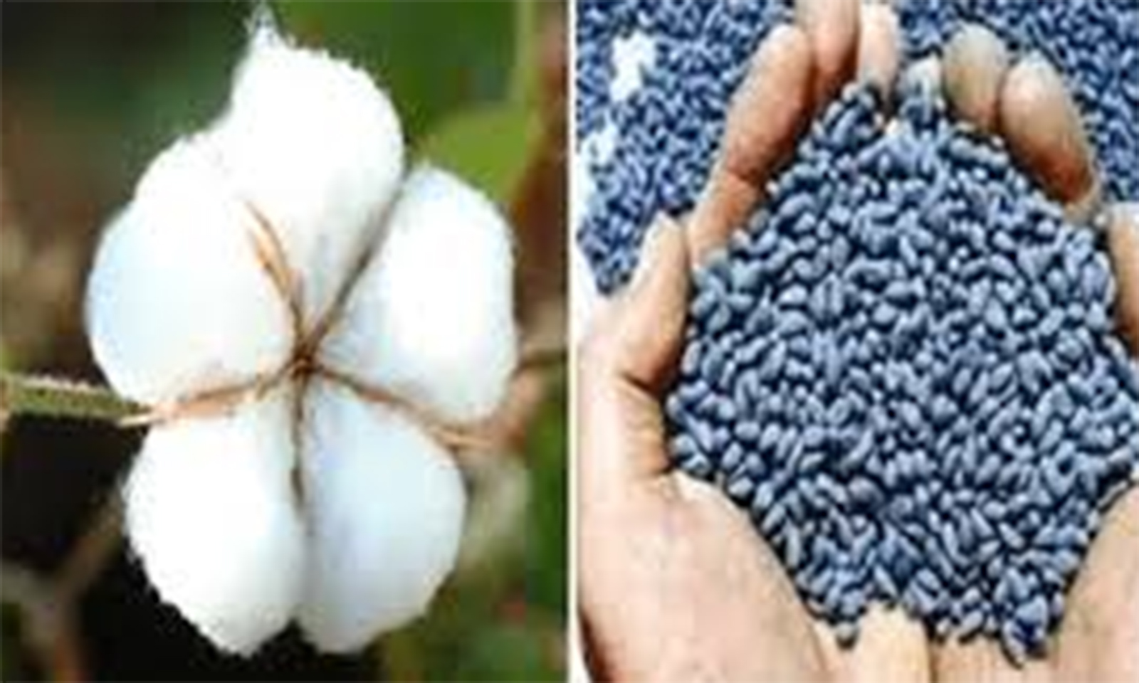 Zimbabwe delegation in Benin to unlock agro export potential