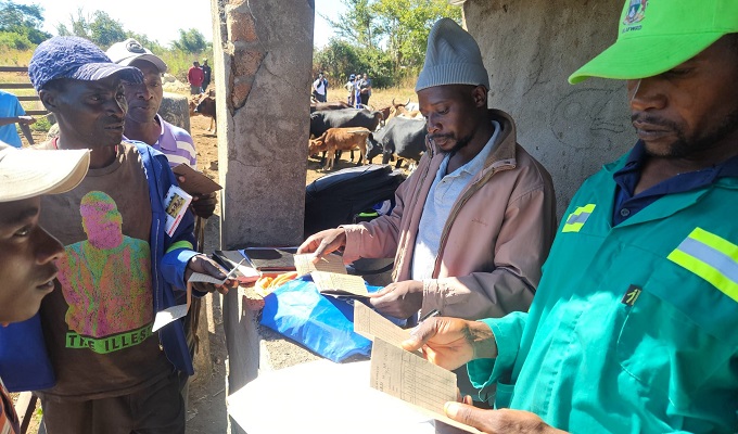 Veterinary officers at Guwa Diptank in Bindura diligently cross-reference records for livestock before their entry into the diptank, with local farmers keenly observing the process