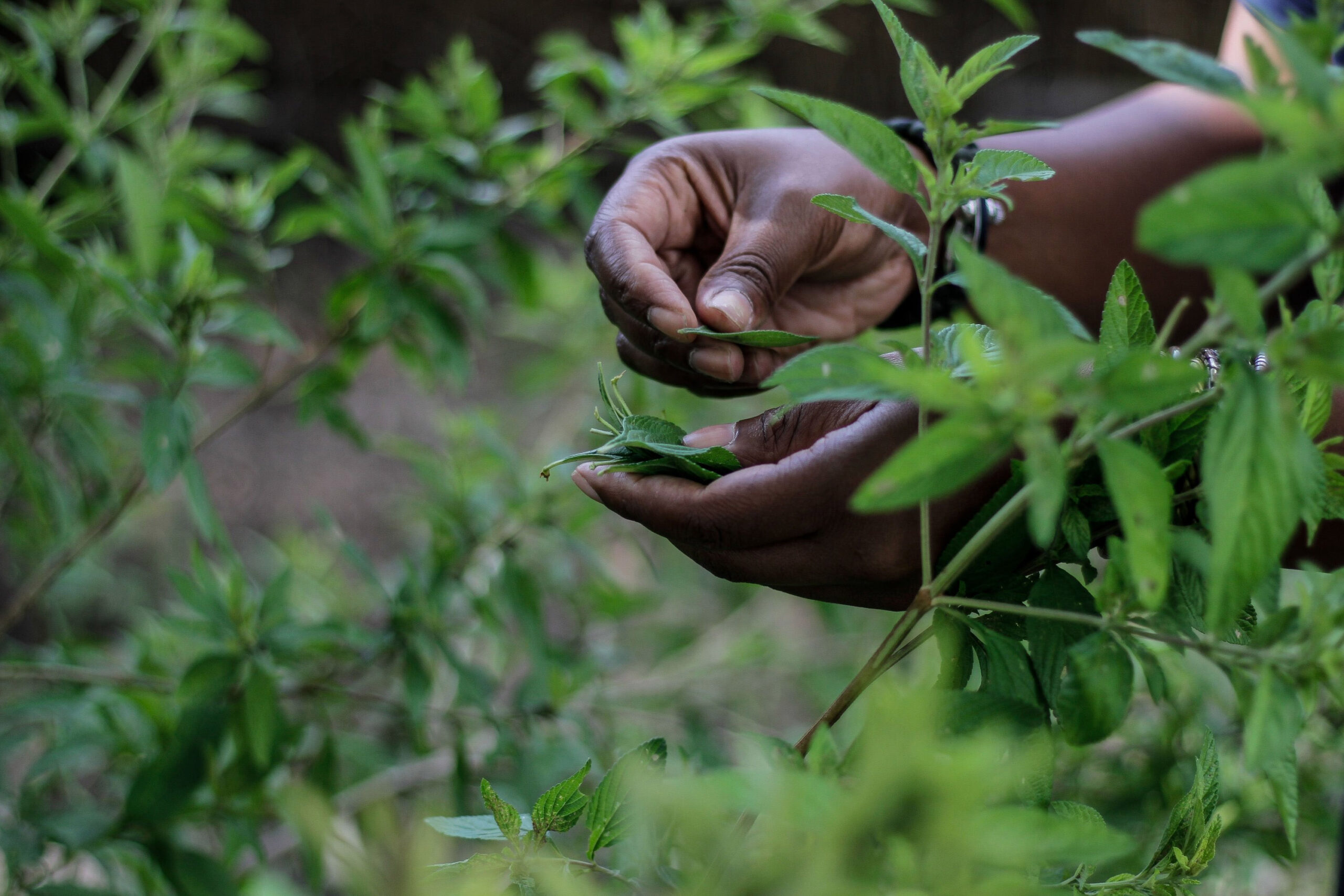The Zumbani herbal tea popular in Makoni can be marketed under a collective mark