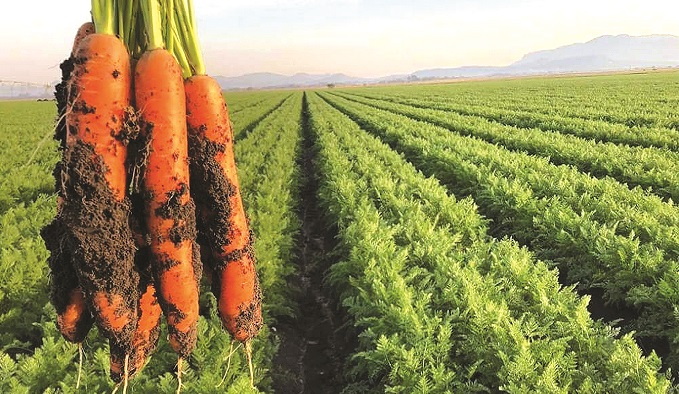 Carrots thrive in well-drained, sandy loam soils