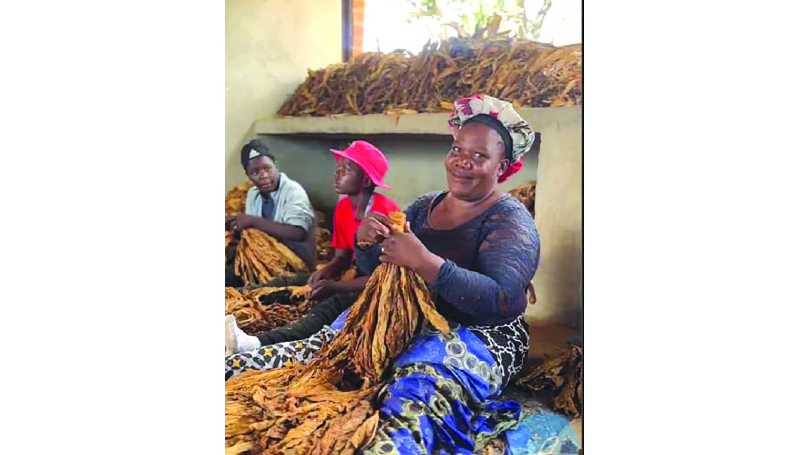 Properly condition tobacco before grading, baling: TIMB