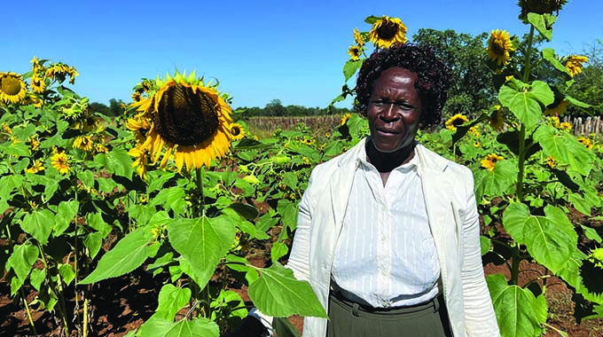 Gwanda elderly couple farming project defies odds