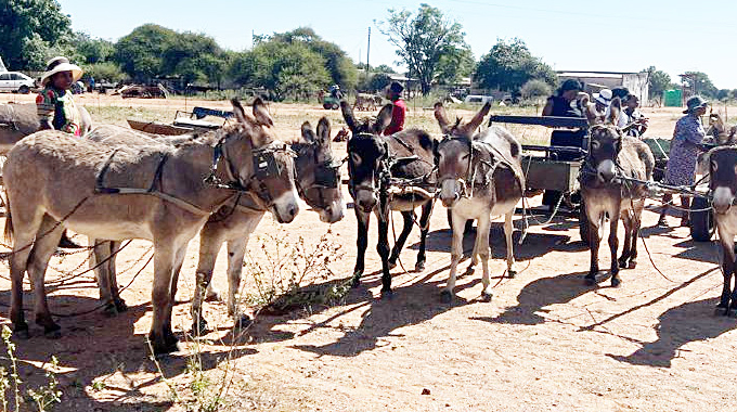 Gwanda women hail their four-legged workmates on World Donkey Day: ‘DONKEYS DO THE HEAVY LIFTING’