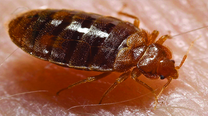Councils dismiss bedbug social media reports