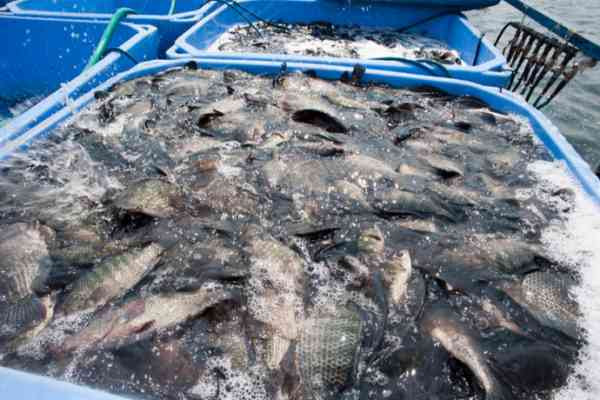 Illegal fishing on Lake Kariba fuels illicit financial flows and deprives Zimbabwe of vital revenue