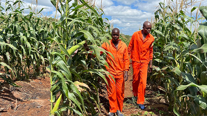 Inmates learn climate-smart farming for new beginnings