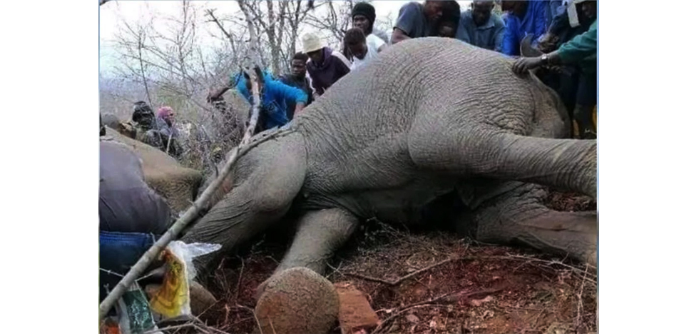 The culling provided an unexpected boon for the local community, with over 5 000 villagers benefiting from the distribution of the elephant meat, while the ivory and hides were retained by the authorities