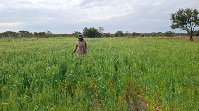 Farmers surpass winter wheat target