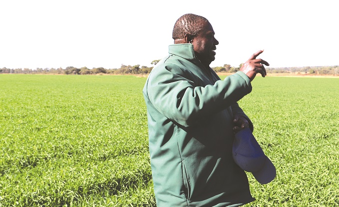 Land reform transforms Goromonzi farmer’s life