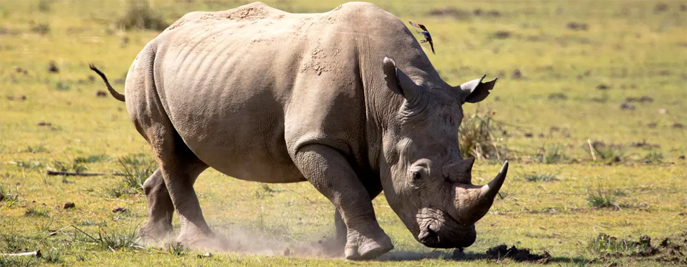 The tragedy serves as a solemn reminder of the dangers faced daily by conservation personnel working to protect Zimbabwe's precious wildlife