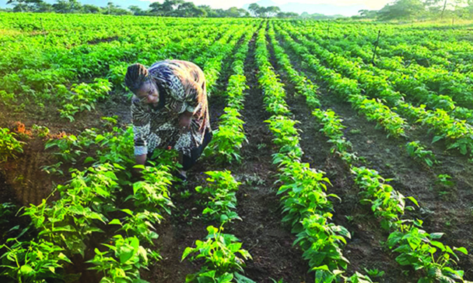 Zim women make strides in land ownership. . . Wakanda initiative takes off