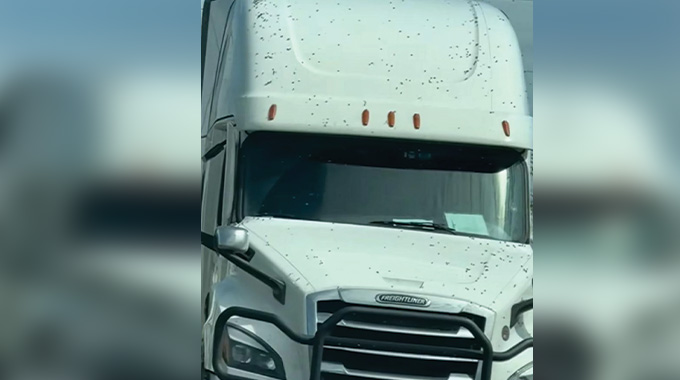 Warning after millions of bees escape overturned truck in US
