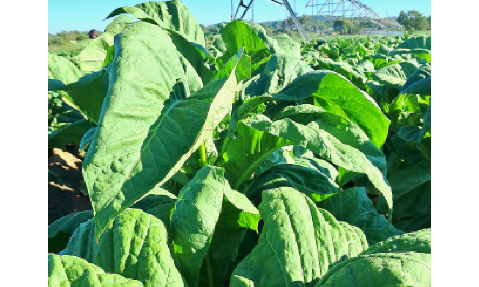 Stow-Muhacha grows from strength to strength