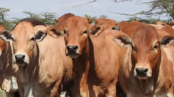 Call for livestock farmers to be innovative to save national herd