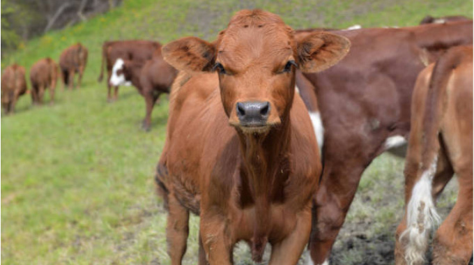 Government starts training livestock farmers on stock feed production