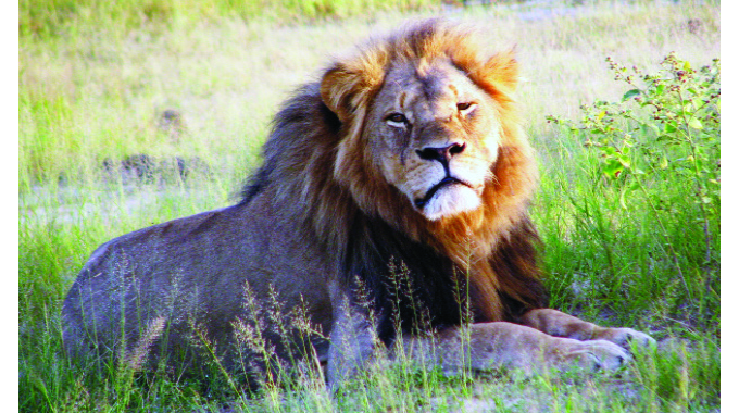 Ghost of Cecil the Lion resurfaces
