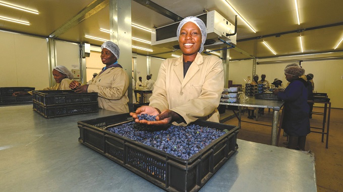 Zimbabwe is well-positioned to supply berries to the European market