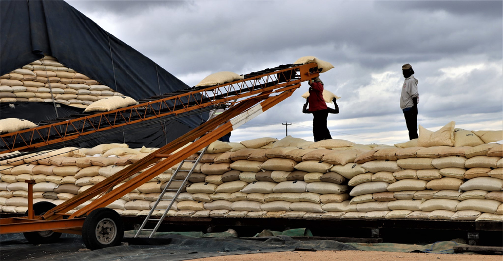 GMB has decentralised grain buying and collection depots to all wards across the country