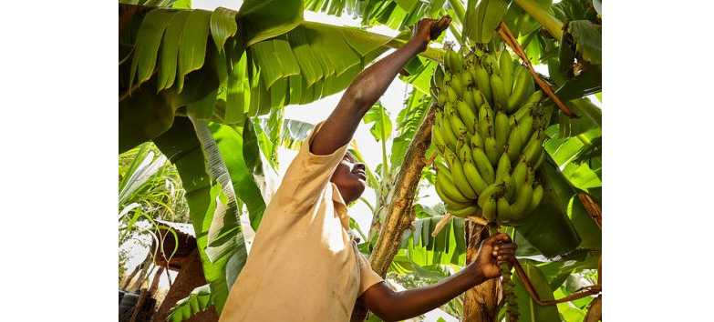 TOO true to believe … Such is the splendour and bustling agricultural activities in Honde Valley where, ironically, like many other parts of Manicaland Province, levels of malnutrition remain high