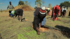 Mr Chitate and farm workers tend tobacco seedlings