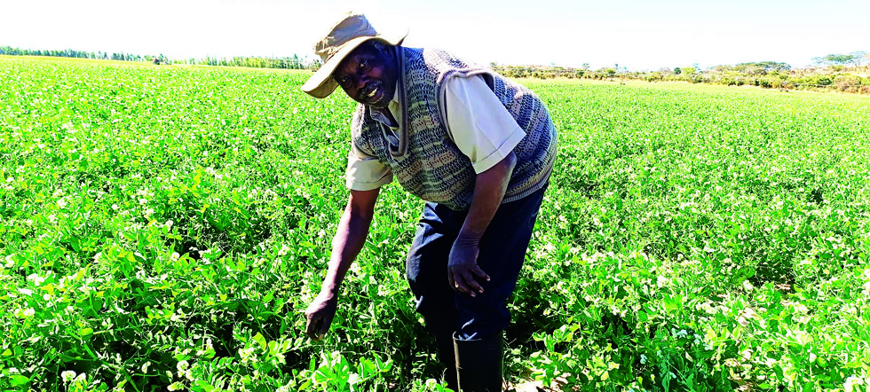 Mr Lovemore Gijima Msindo in his munch peas field in Headlands